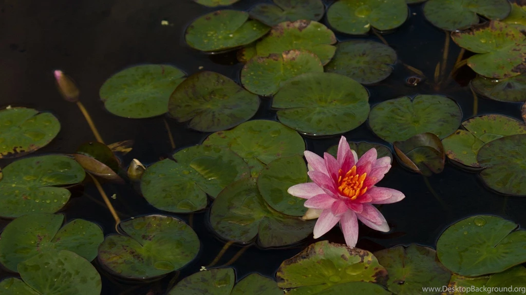 Painted Pink Lily Wallpapers The Pond Blog