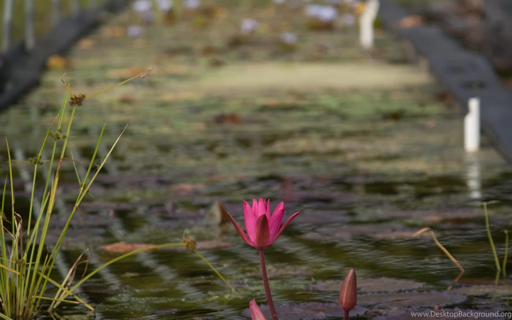 Tall Pink Lily Wallpapers The Pond Blog