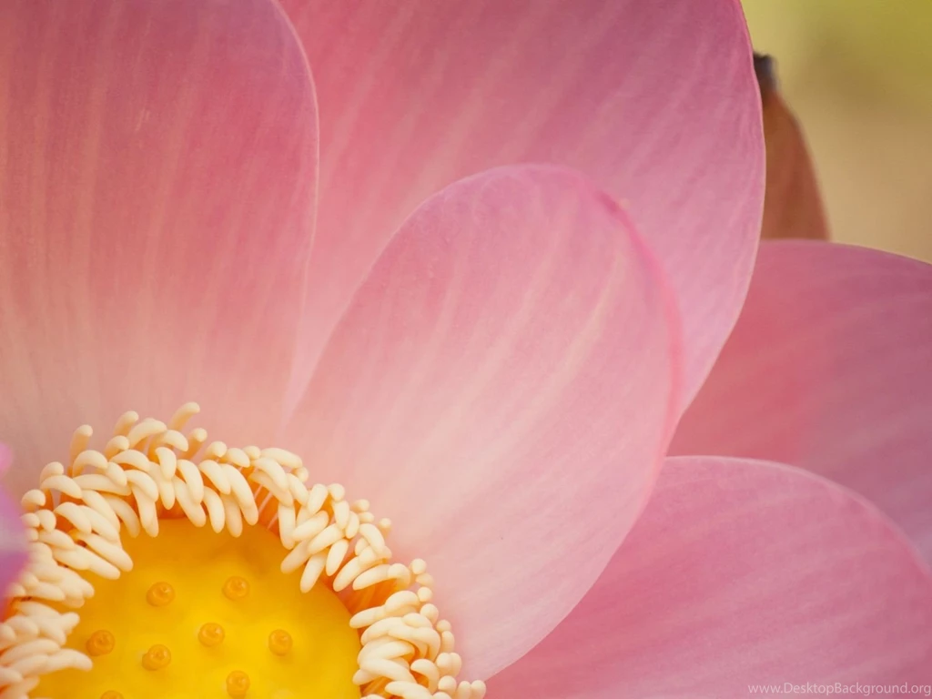 Offset Lotus Heart Wallpapers The Pond Blog