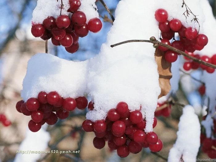 Christmas Snow Scene Christmas Snow Wallpapers 175 Wallcoo.net