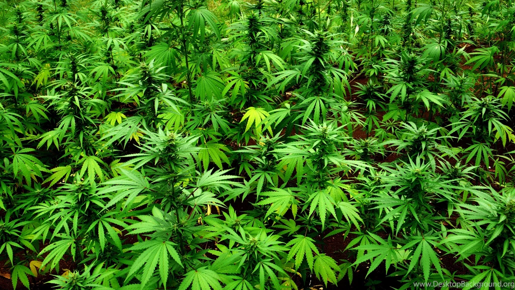 Marijuana 420 Weed Mary Jane Drugs Wallpapers