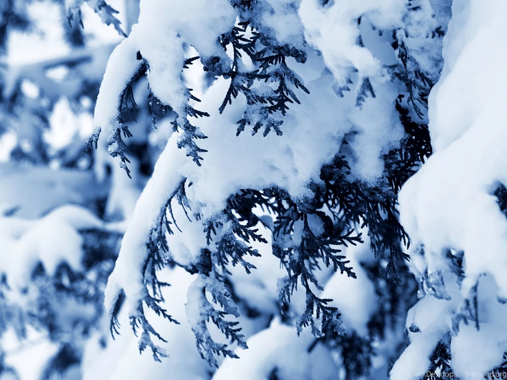 Snow On Spruce Tree Wallpapers – You Can Camp To Buy Stuff, But You ...
