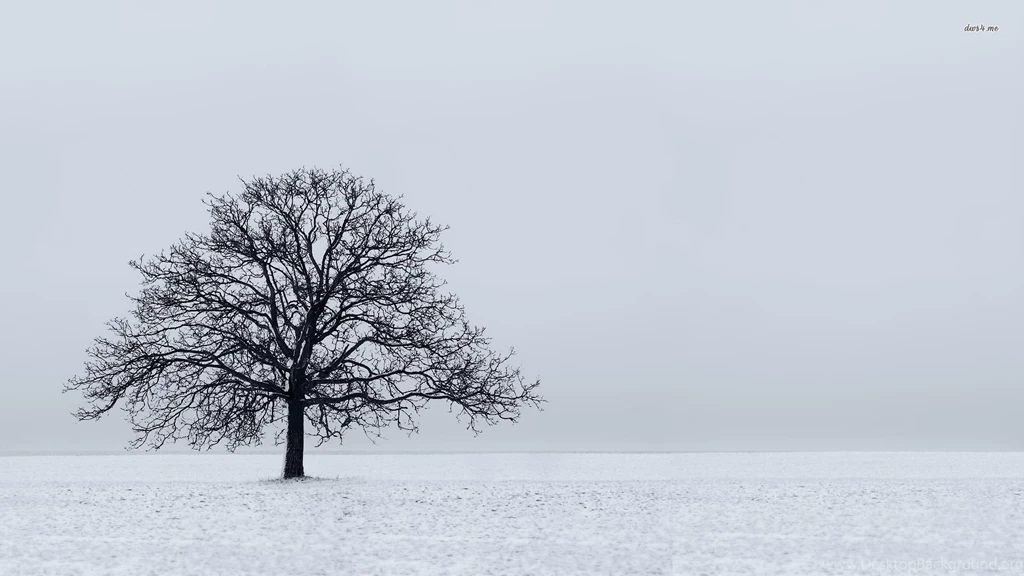 Lonely Tree In The Snow Wallpapers Nature Wallpapers