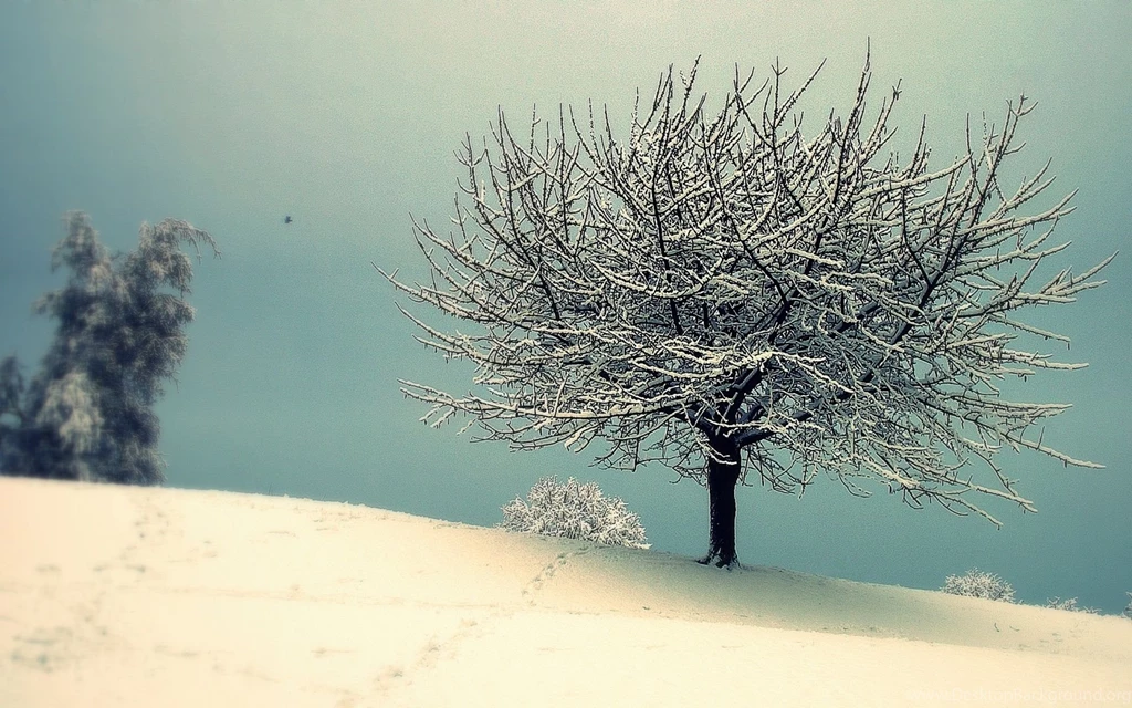 Snow Winter Tree Wallpapers