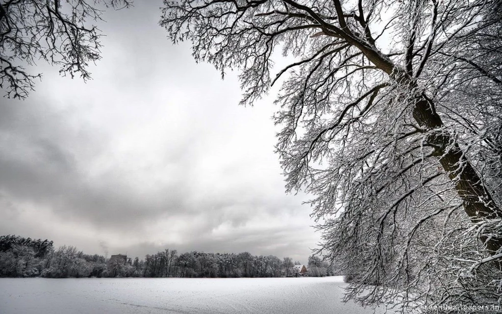 Snow tree wallpaper 1440×900 – First Baptist Church Nelson, B.C