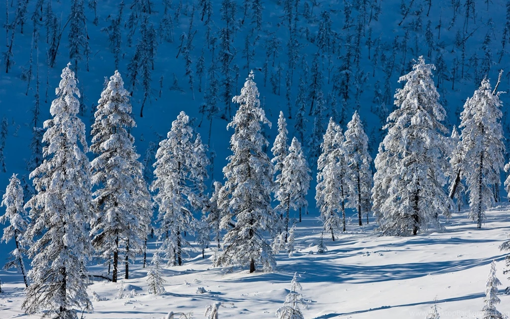 Landscapes Nature Winter Snow Trees Wallpapers
