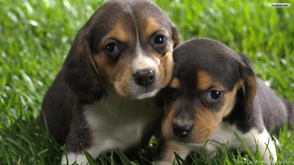 YouWall Cute Dogs Wallpapers Wallpaper,wallpapers,free ...
