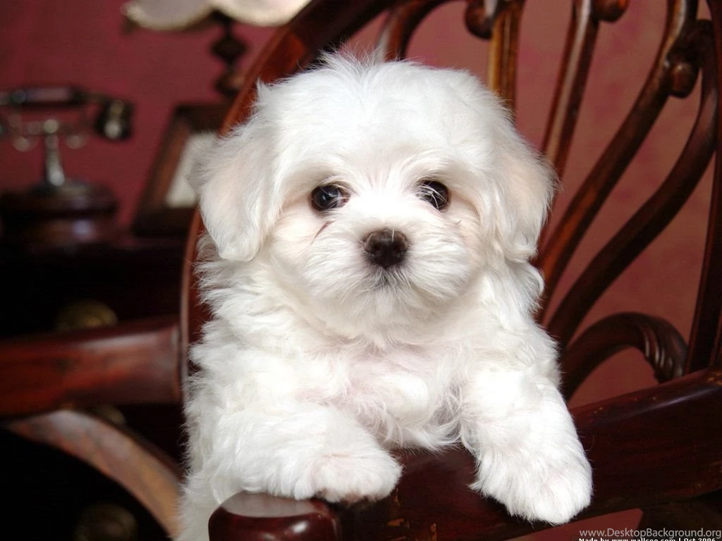 Baby Dogs Images Wallpapers HD Fine