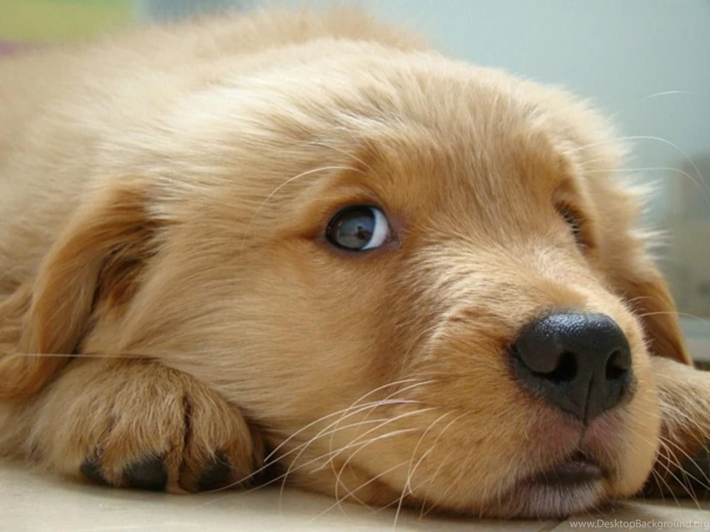 Dogs Adorable Pet Dog Cute Free Download Wallpapers ~ Dogs For HD ...