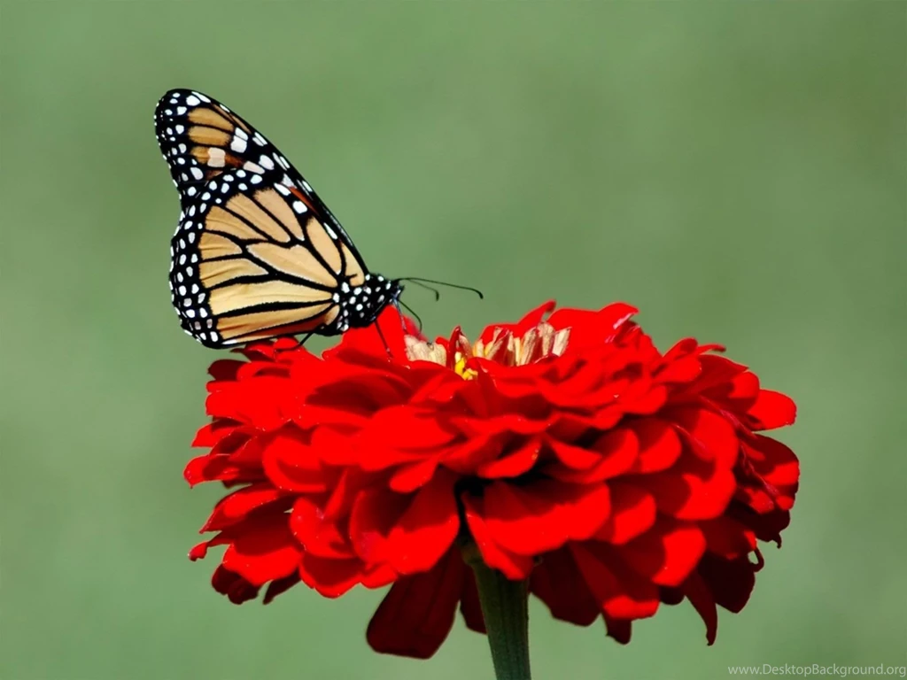 Desktop hd free butterfly wallpaper.jpg