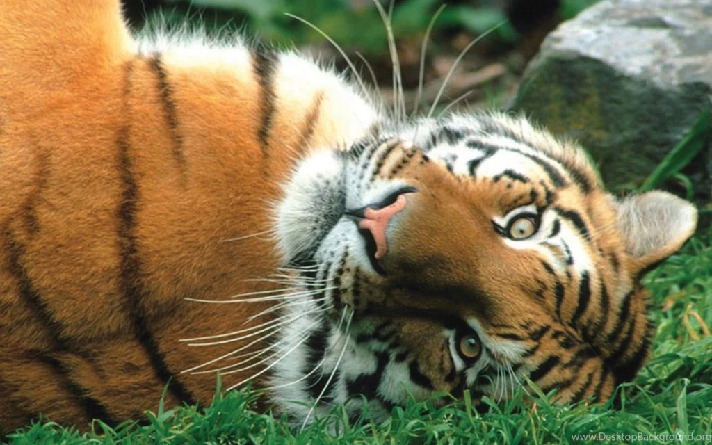 Wallpapers Nature Animals