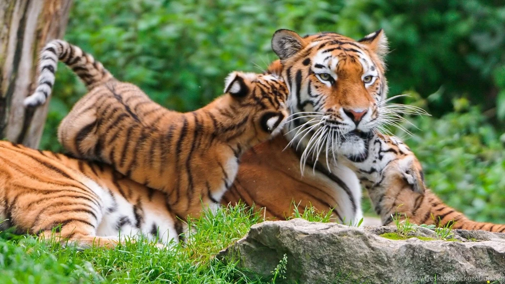 Fabulous Wallpapers Nature Animals