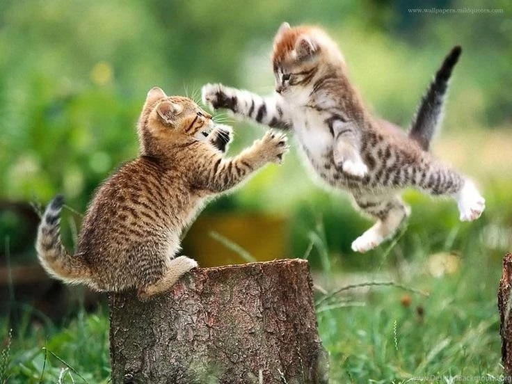 Animals