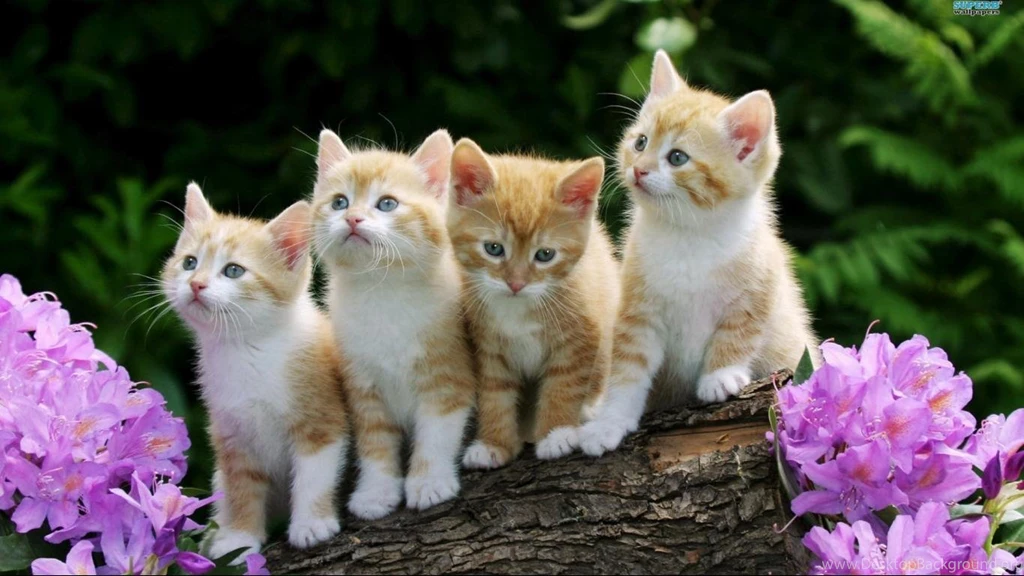 Wallpapers Nature Animals Cute
