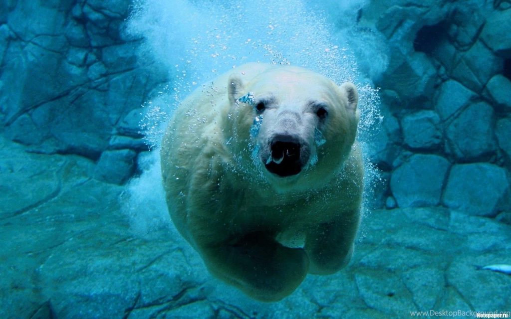Polar Bear Desktop Wallpapers In High Quality So Beautiful Bears