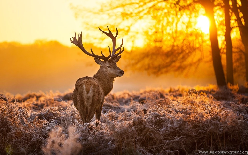 Animal Wallpapers