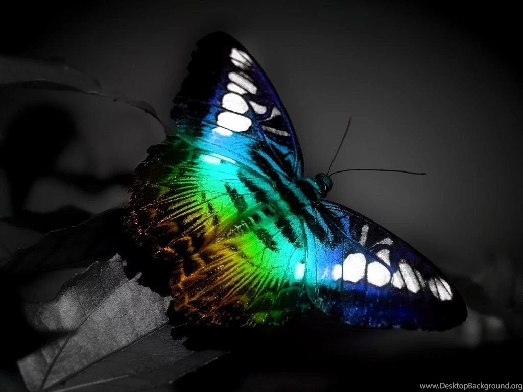 1024x768 Butterfly Light Desktop PC And Mac Wallpapers