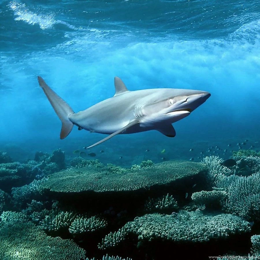 Sharks Live Wallpapers Android Apps And Tests AndroidPIT
