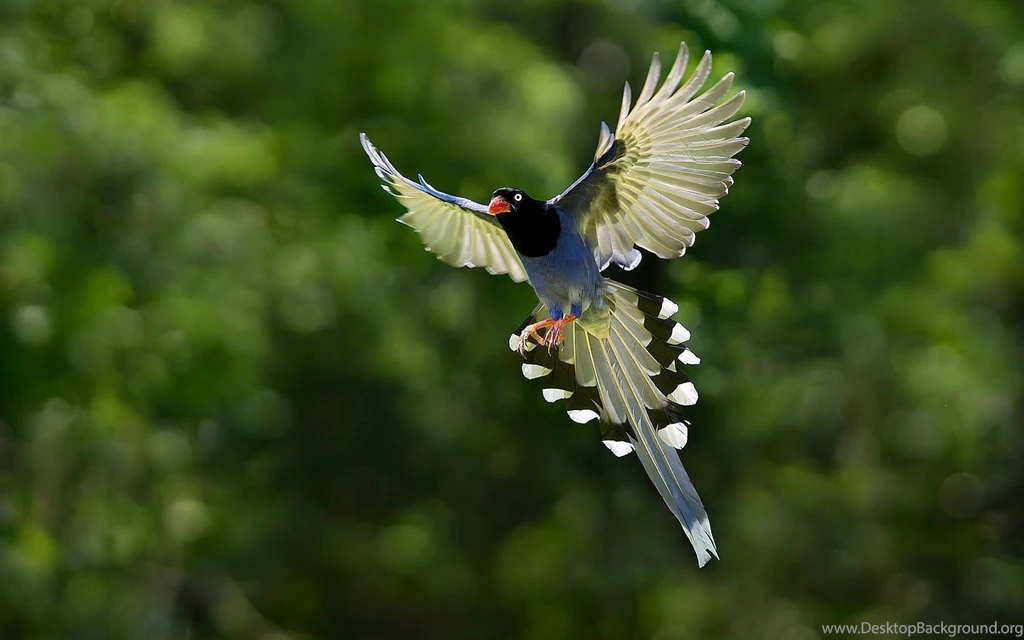 Bird Birds Animal Nature Wallpapers