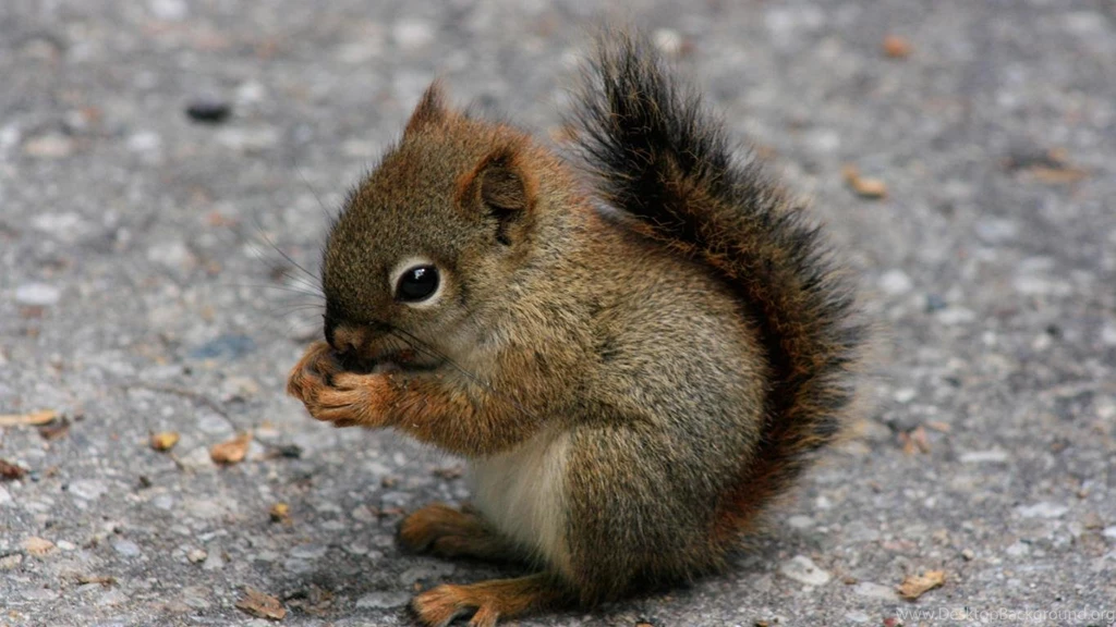 Cute Animals HD Wallpapers