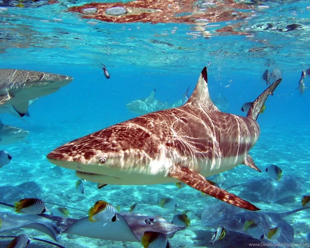 Predators Prowling The Sea: Scary Or Stunning, Sharks Are Jawesome ...