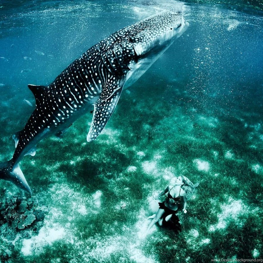 Sea Shark Live Wallpapers Android Apps And Tests AndroidPIT