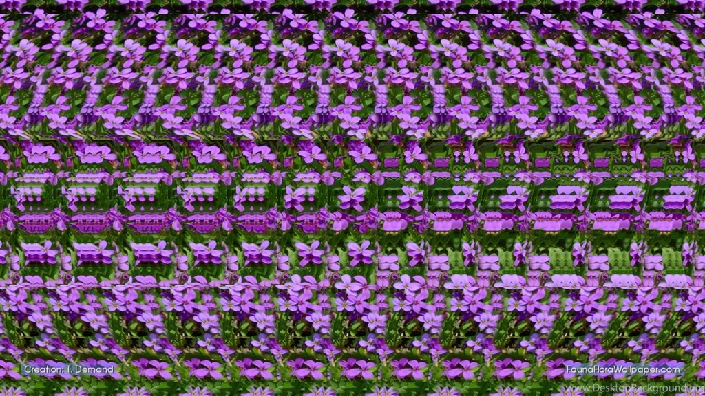 Fauna Flora Wallpapers 1366 X 768 Yellow Mimosa