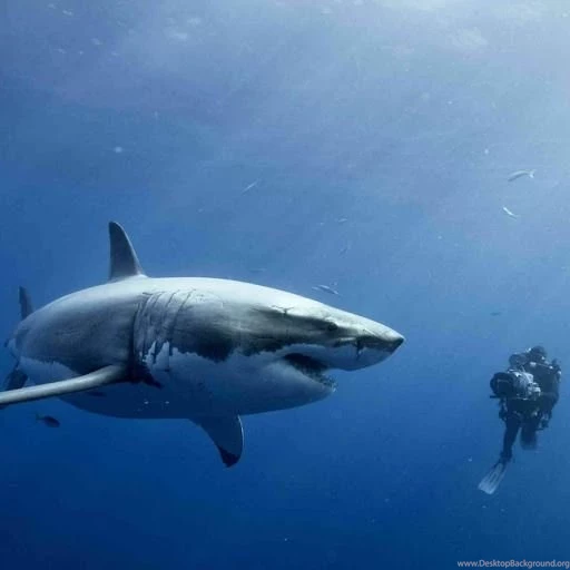 Sharks Live Wallpapers Download Sharks Live Wallpapers 4.0 ...