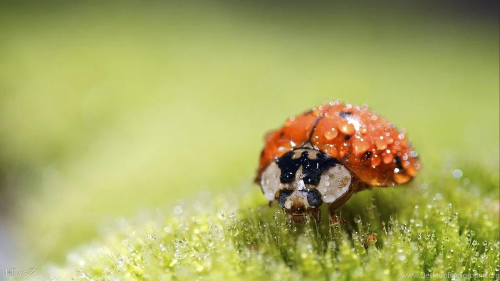 Wet Lady Bug Nature Animal Small Cute 1920x1080