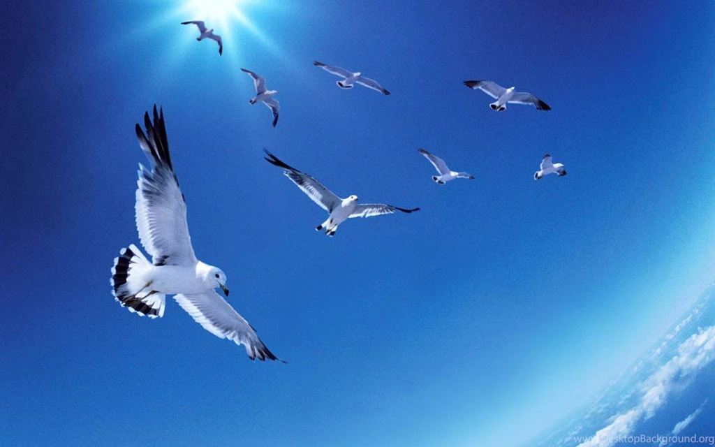 Seagull Desktop Wallpapers, Seagull Bird Pictures, New Wallpapers