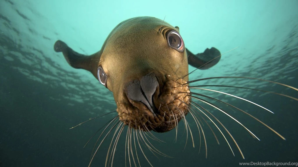 Download Amazing Animal Wallpapers Full HD