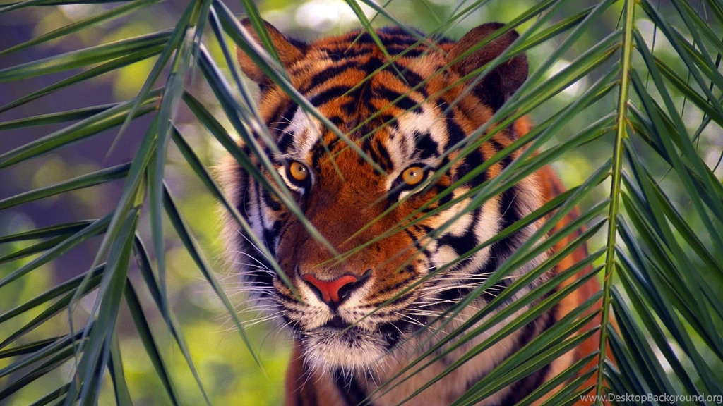 Animals Nature Tigers Best Widescreen Backgrounds Awesome