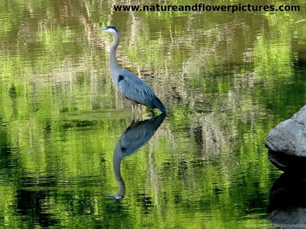 Wild Life Wallpapers   163579