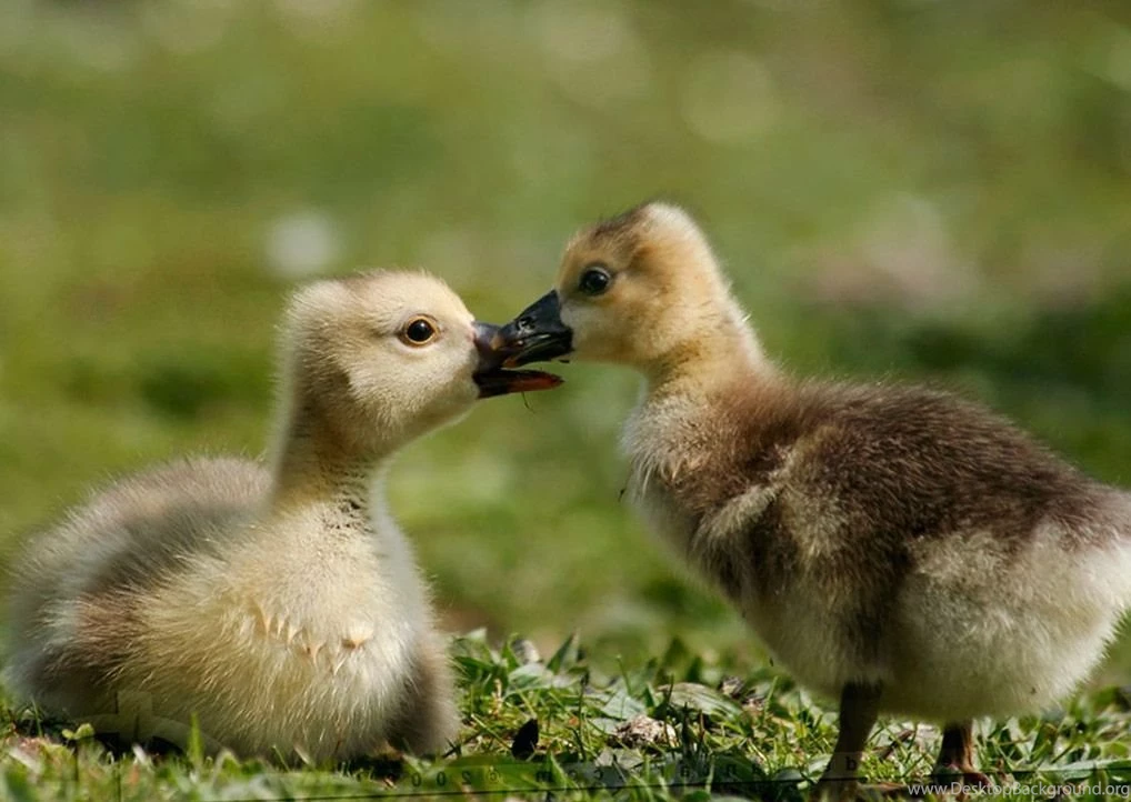 Hd Animal Wallpapers, Wild Life, High Resolution Animals, Download ...
