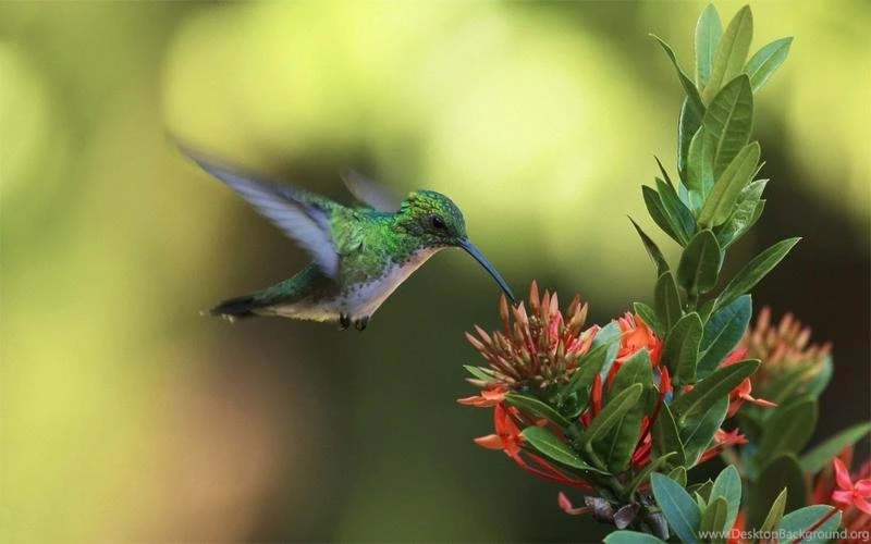 Birds,wildlife Birds Wildlife 1920x1200 Wallpapers – Birds,wildlife ...