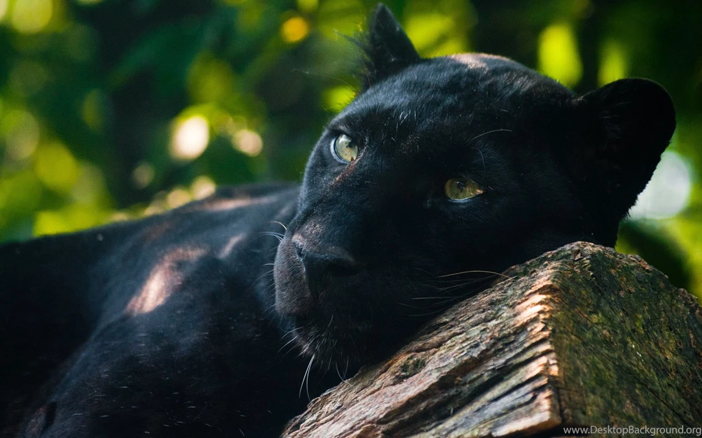 Black Panther Computer Wallpapers, Desktop Backgrounds