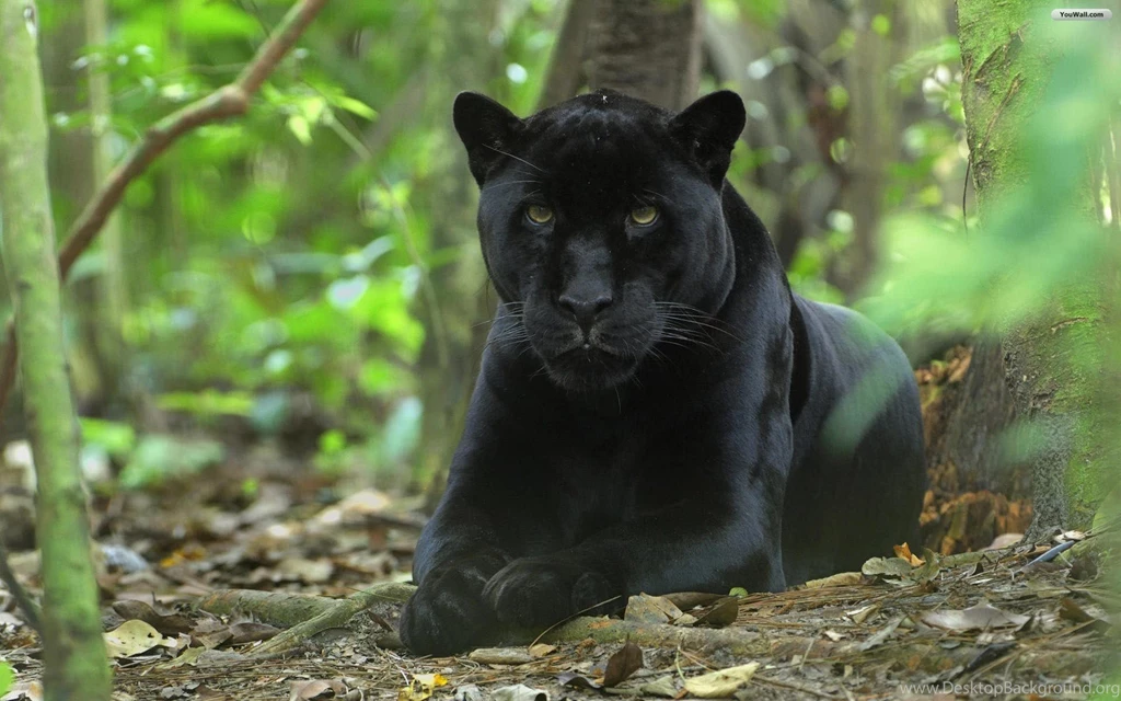 YouWall Black Panther Wallpapers Wallpaper,wallpapers,free ...