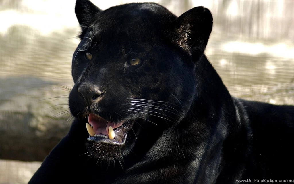 Black Panther Computer Wallpapers, Desktop Backgrounds