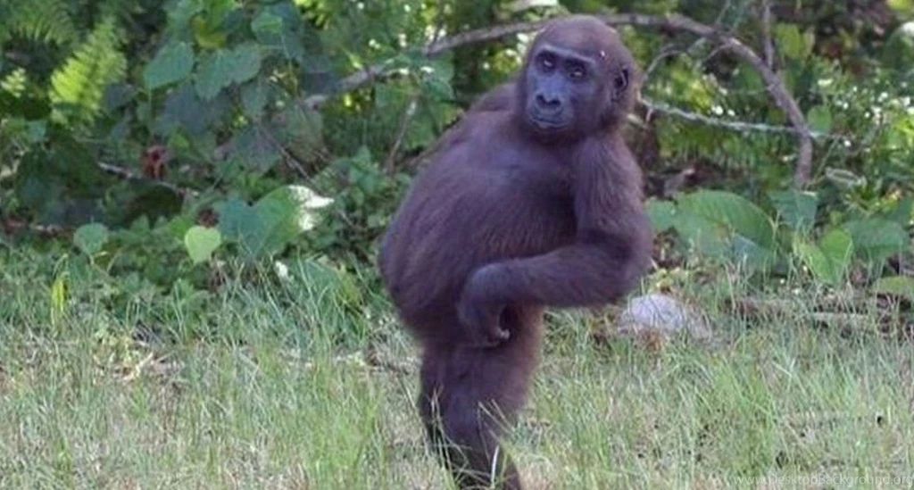 Cool Monkey Wallpaper. Hello animal lovers. How are you. Today Ill ...