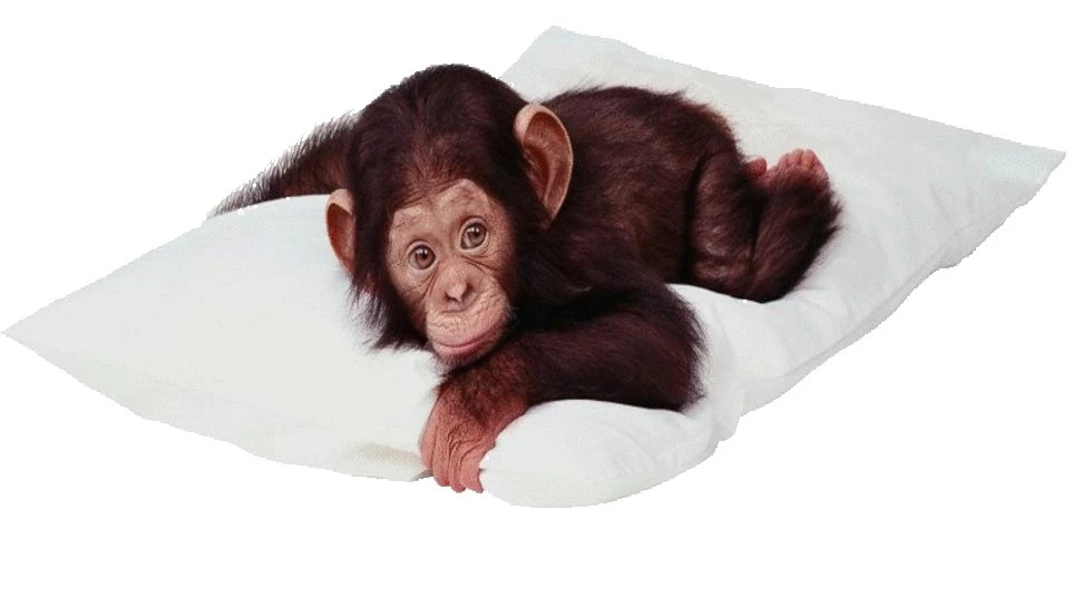 Cute Monkey Backgrounds   Wallpapers Cave