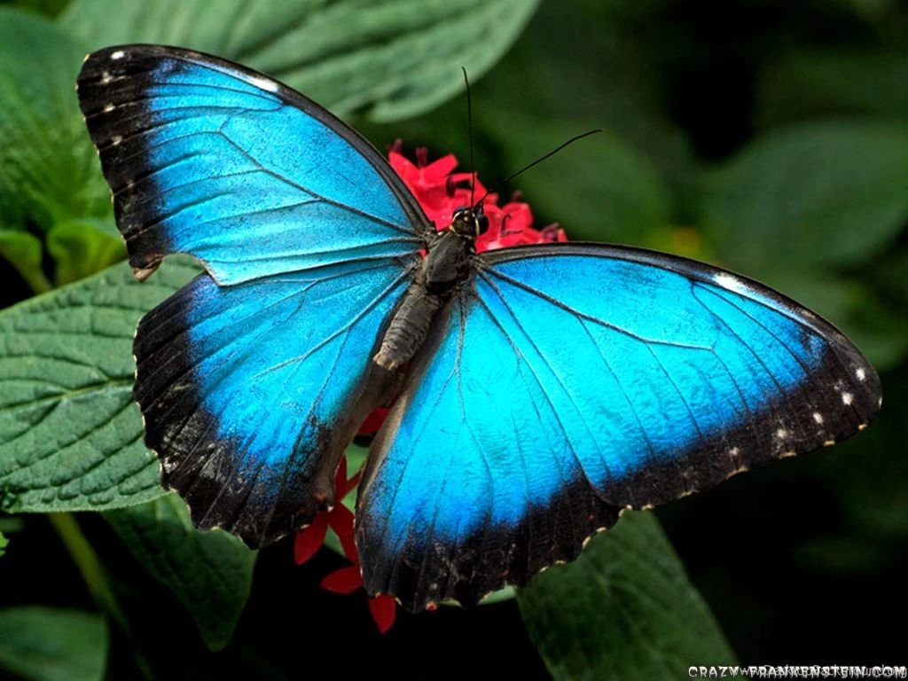 Butterfly Wallpapers Hd Wallpapers HD Fine