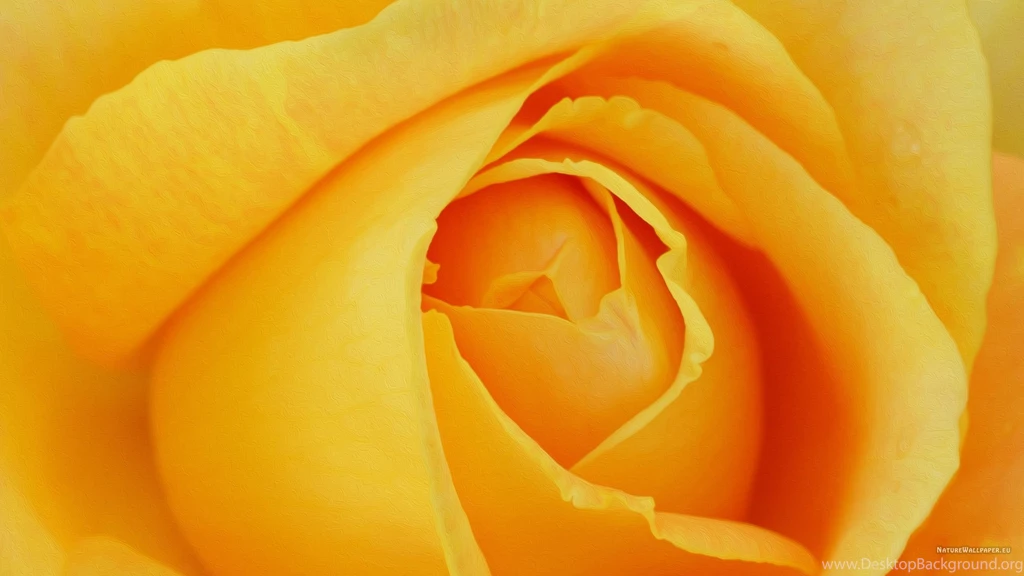 2560x1440 Wallpapers Yellow Rose Petals Picture Wallpaper Backgrounds