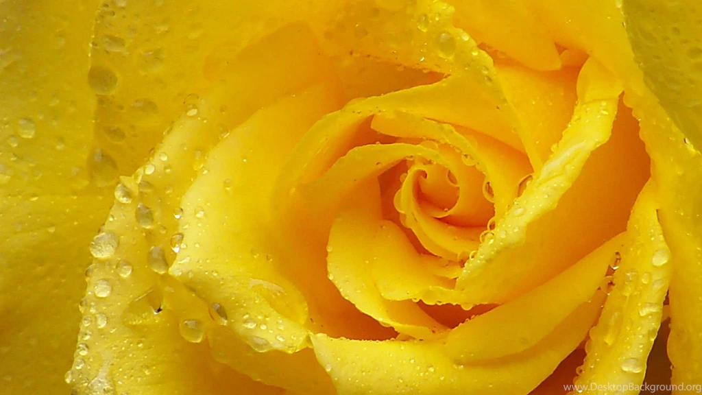 Download Wallpapers 2048x1152 Rose, Yellow Rose, Petals, Drops ...