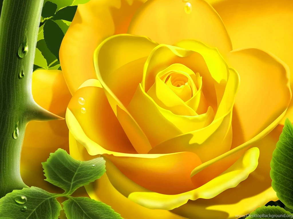 Yellow Rose HD Wallpapers