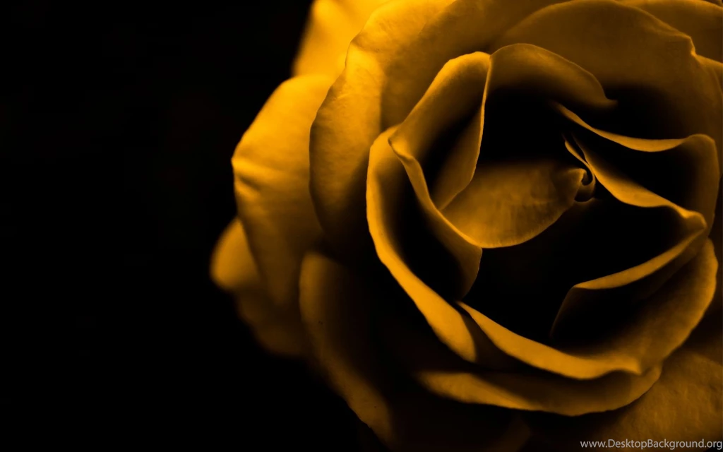 Yellow Rose Backgrounds Wallpapers