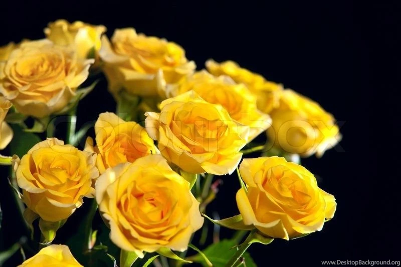 Beautiful Bouquet Of Yellow Roses Isolated On Black Backgrounds ...
