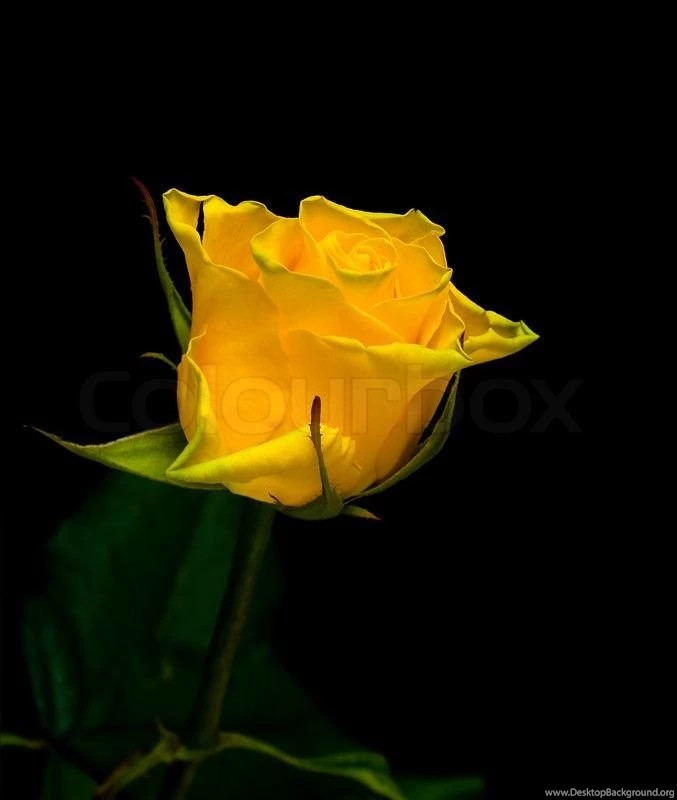 Beautiful Yellow Roses Close up On A Black Backgrounds