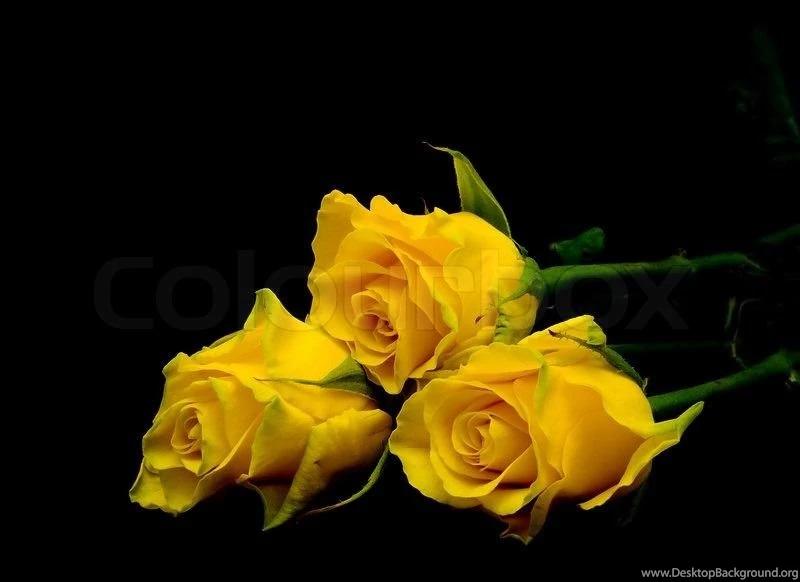 Bouquet Of Three Yellow Roses On A Black Backgrounds Closeup ...