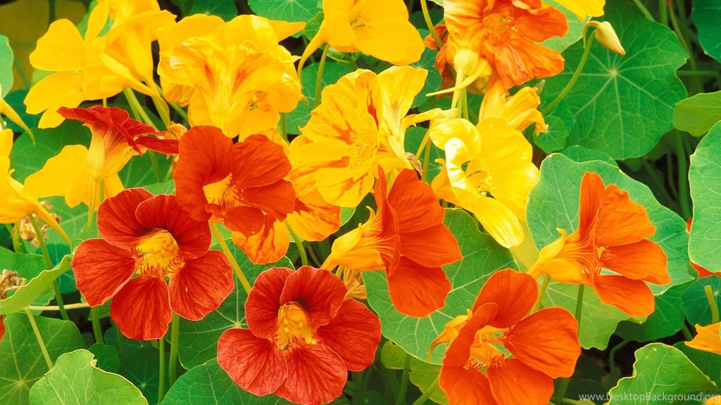 Geniales Flores En HD. Primera Parte. Taringa!