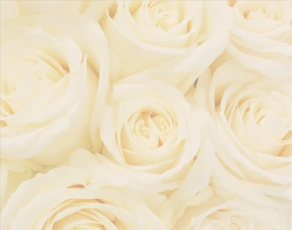 White Rose Backgrounds Photo By Dovestarcollections Photobucket ...